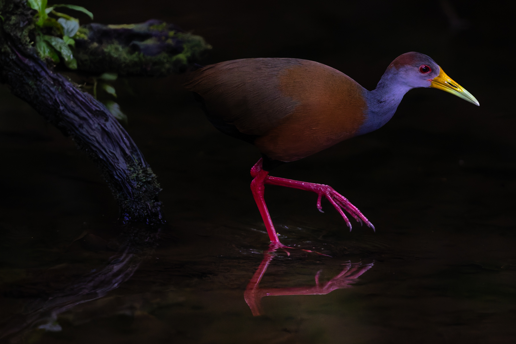 A shaft of light hits the head and bill of a striking Russet-naped Wood Rail, as it gently picks its way through shallow water in Costa Rica's Heredia Province (image by Gin Wilde)