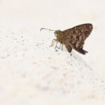 Galapagos Long-tailed Skipper butterfly on a white sand beach (Image by Mike Watson)