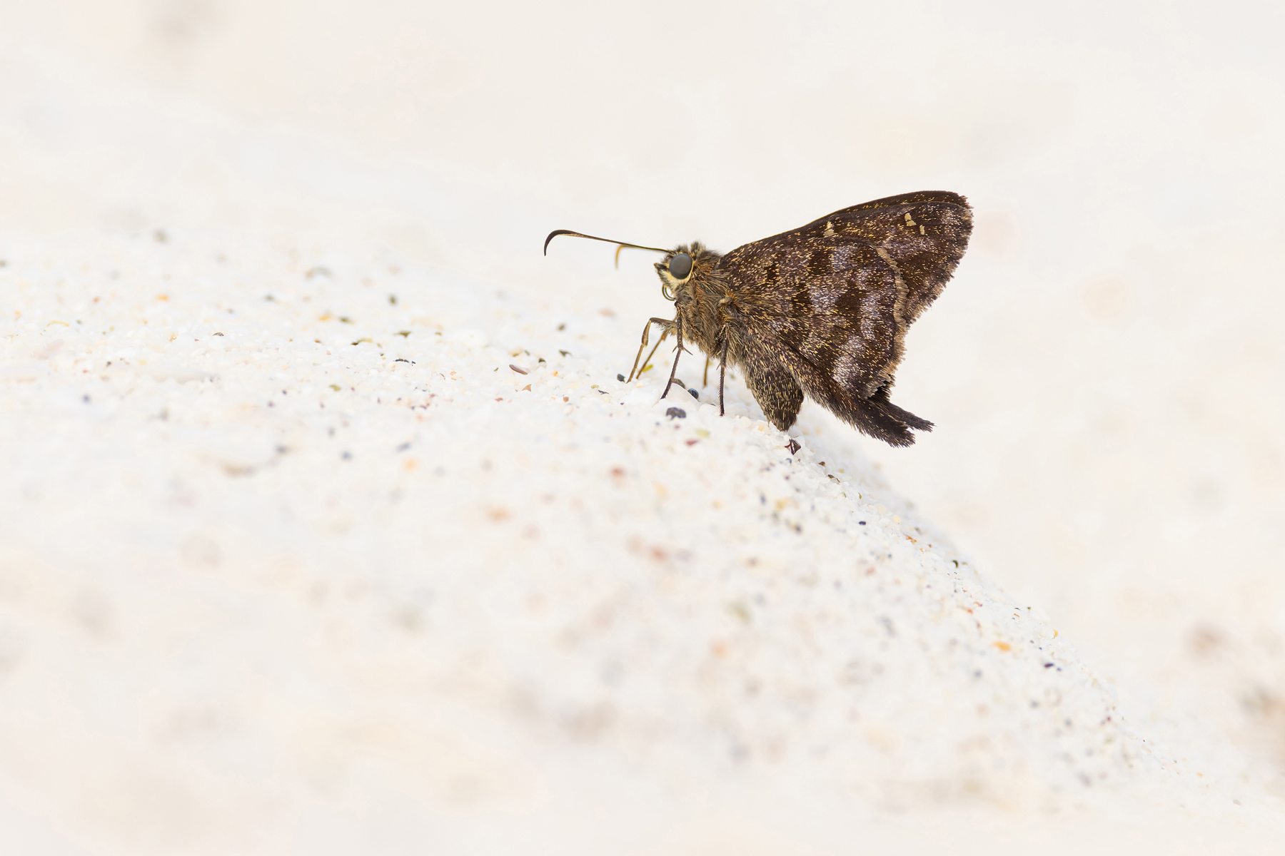 Galapagos Long-tailed Skipper butterfly on a white sand beach (Image by Mike Watson)