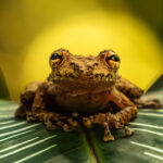 This Boulenger's Snouted Tree Frog looks as if it's basking in the rising sun; instead just backlit by circles of dappled light (image by Gin Wilde)
