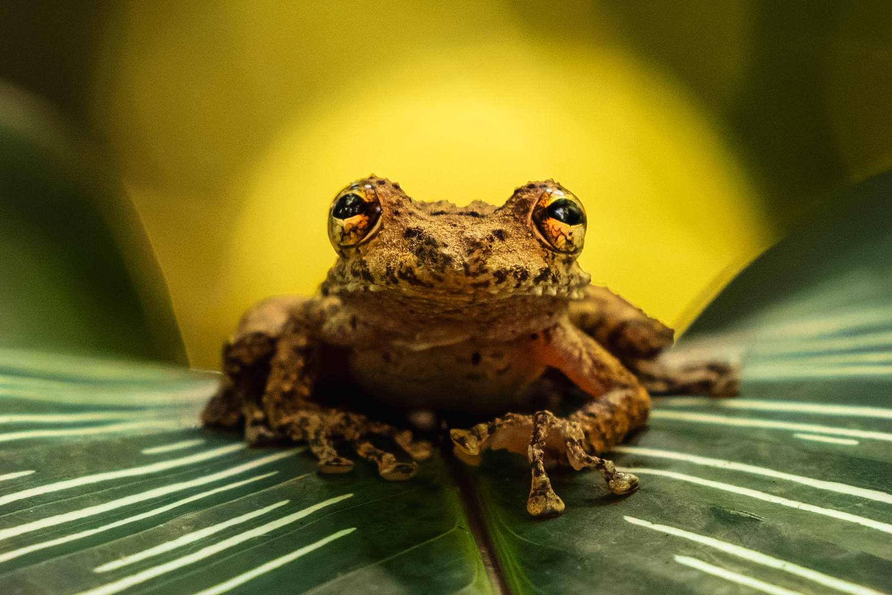 This Boulenger's Snouted Tree Frog looks as if it's basking in the rising sun; instead just backlit by circles of dappled light (image by Gin Wilde)