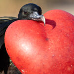 Frigatebird males keep this incredible pouch inflation going until they find a mate (Image by Mike Watson)