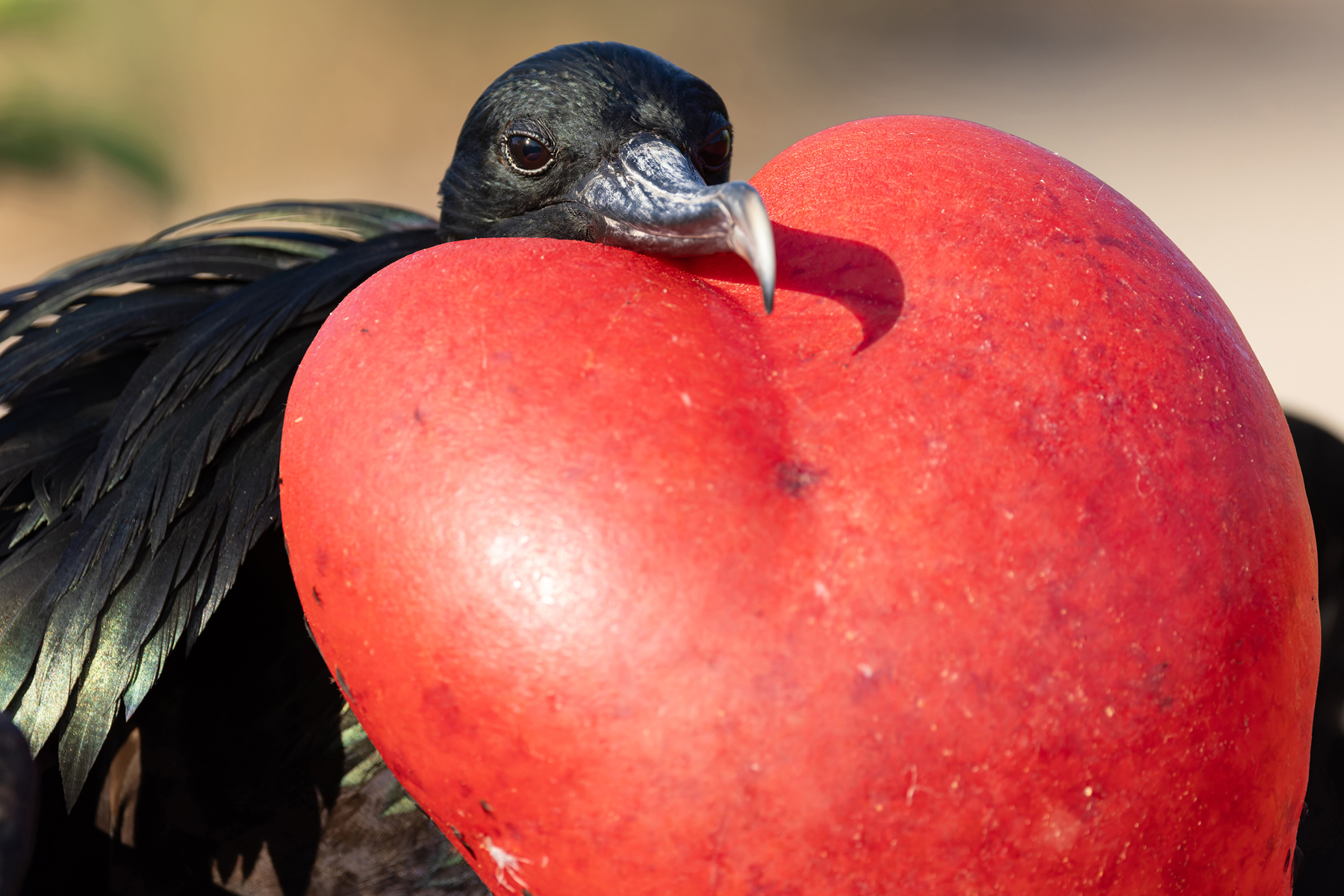 Frigatebird males keep this incredible pouch inflation going until they find a mate (Image by Mike Watson)