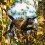 A male Mantled Howler Monkey swings through trees in Costa Rica's Heredia Province. This species of New World monkey takes its 'mantled' name from the long guard hairs on its side (image by Gin Wilde)