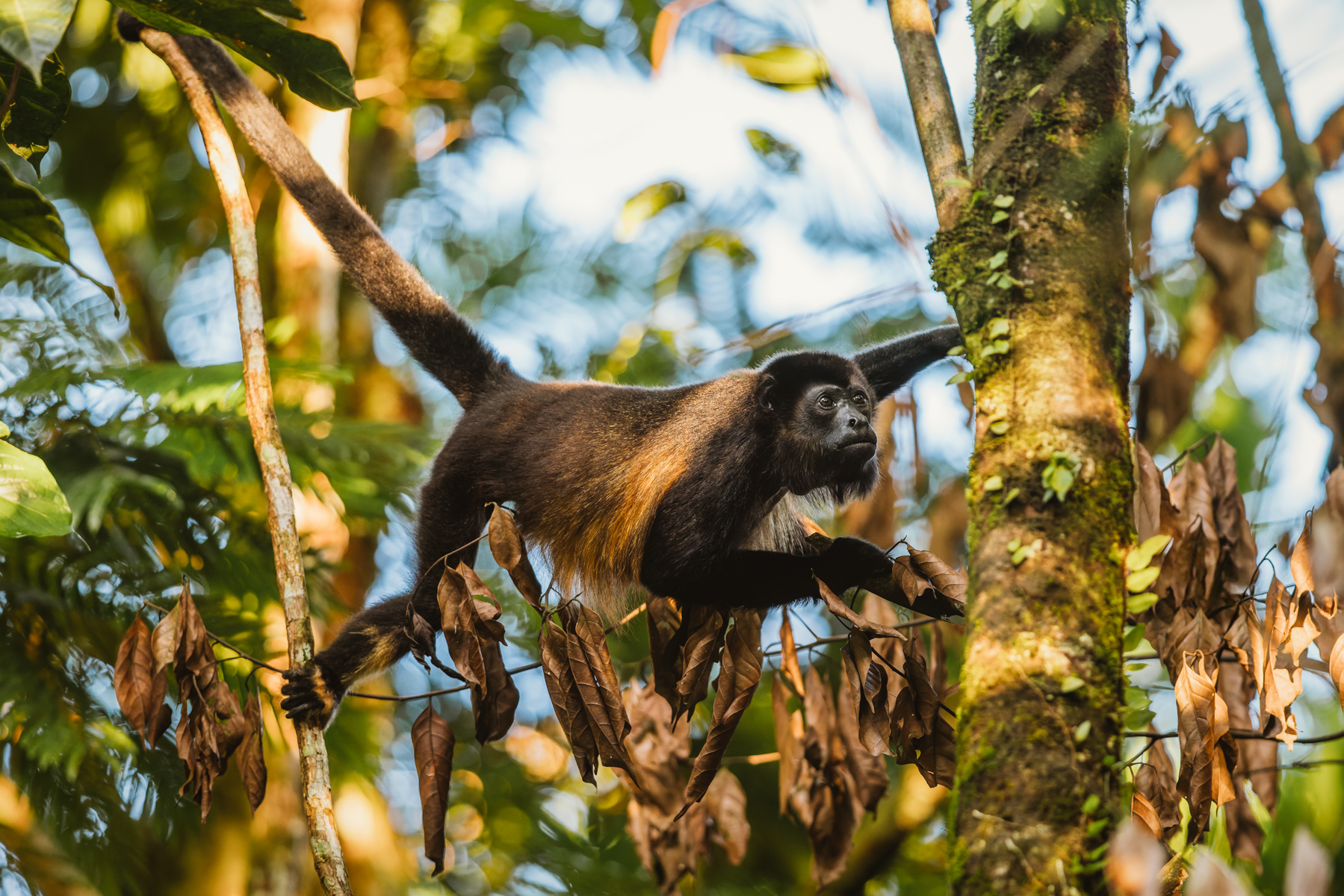 A male Mantled Howler Monkey swings through trees in Costa Rica's Heredia Province. This species of New World monkey takes its 'mantled' name from the long guard hairs on its side (image by Gin Wilde)