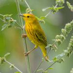 The ubiquitous Mangrove Warbler is not confined to mangroves, it is everywhere, including trying to get into our bus or on our boat (Image by Mike Watson)