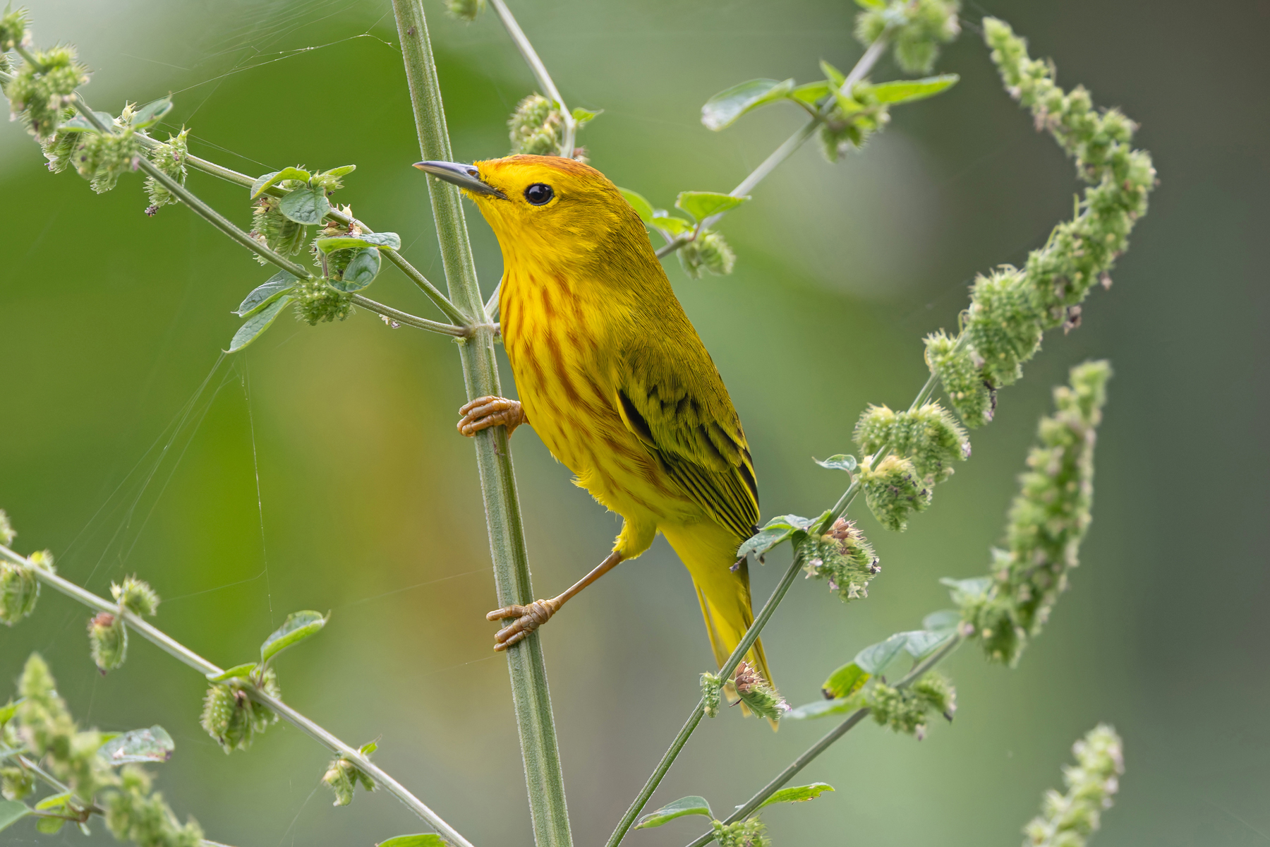 The ubiquitous Mangrove Warbler is not confined to mangroves, it is everywhere, including trying to get into our bus or on our boat (Image by Mike Watson)