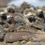 A pile of Marina Iguanas on Fernandina (Image by Mike Watson)