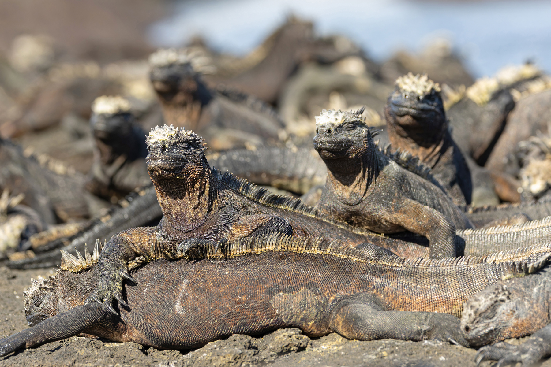 A pile of Marina Iguanas on Fernandina (Image by Mike Watson)