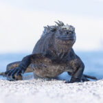 Marina Iguana, a living dinosaur (Image by Mike Watson)