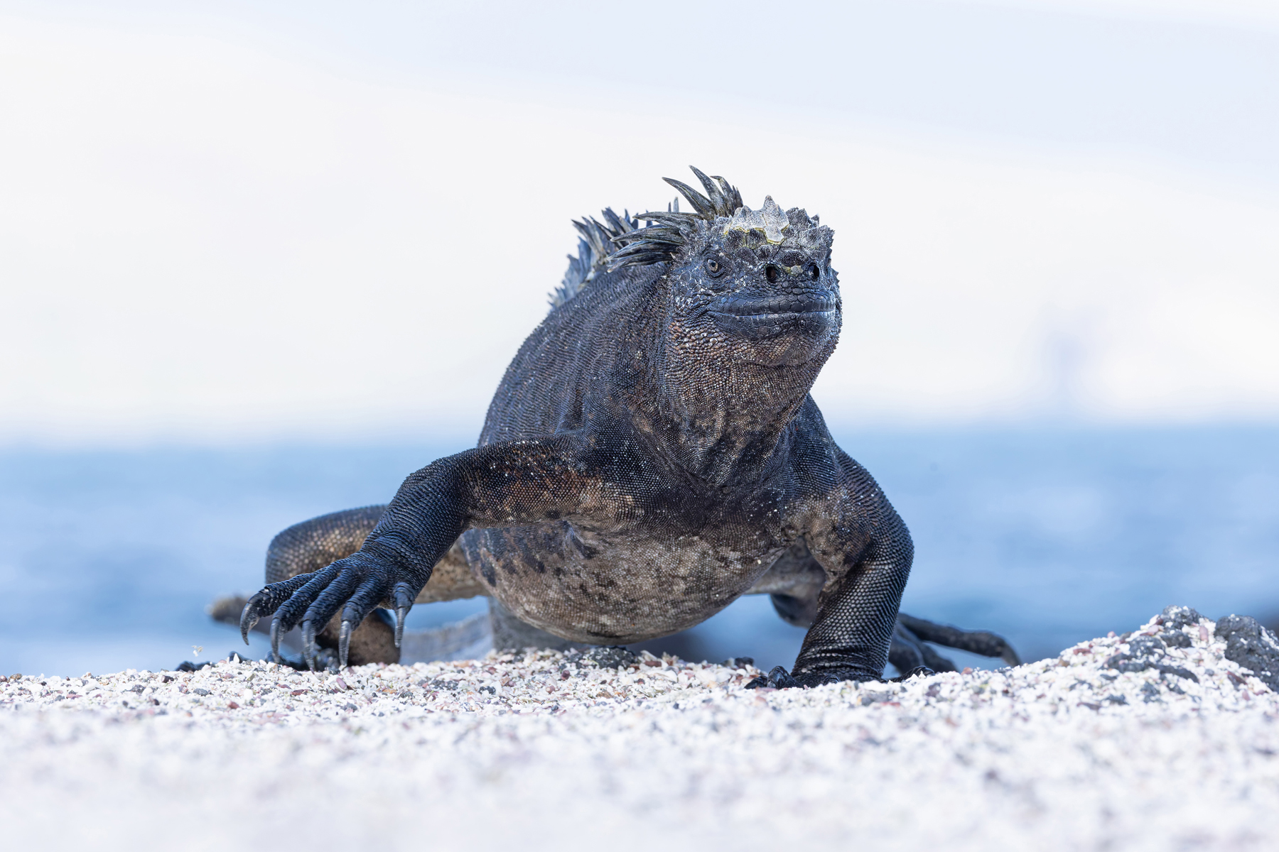 Marina Iguana, a living dinosaur (Image by Mike Watson)
