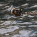 Marina Iguanas have to sneeze salt water out of their noses! (Image by Mike Watson)