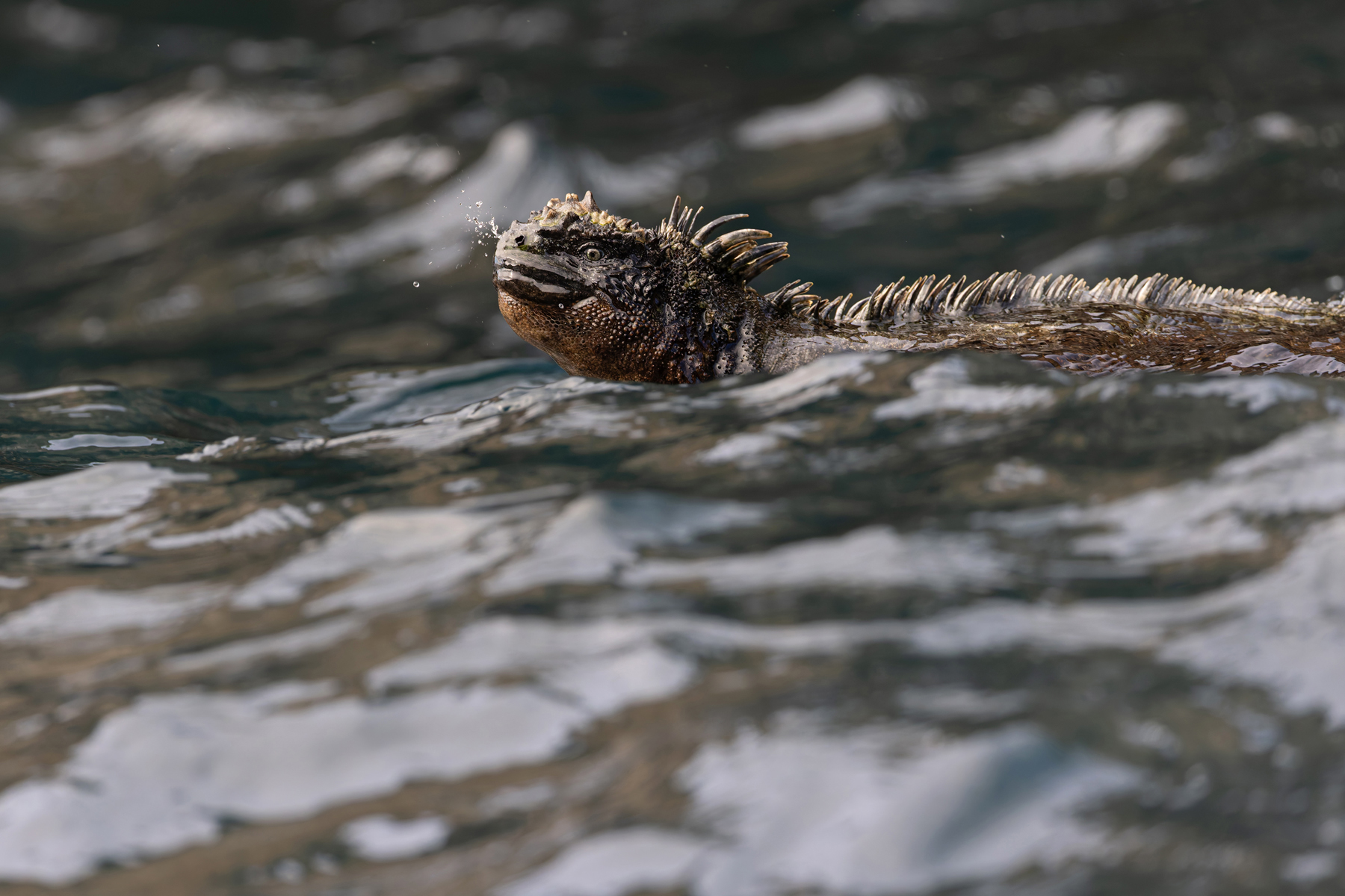 Marina Iguanas have to sneeze salt water out of their noses! (Image by Mike Watson)