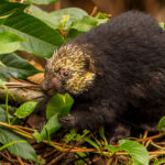 A Mexican Hairy Dwarf Porcupine chows down on a leaf right next to one of our guest's chalets, feasting in daylight despite being mostly nocturnal as a species (image by Gin Wilde)