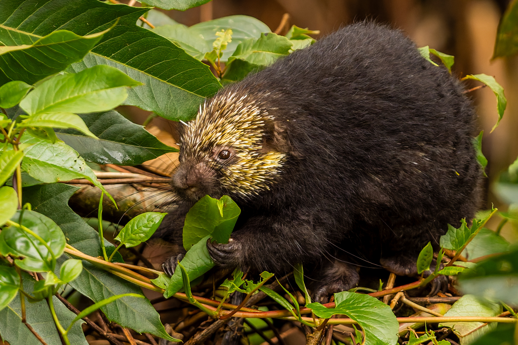 A Mexican Hairy Dwarf Porcupine chows down on a leaf right next to one of our guest's chalets, feasting in daylight despite being mostly nocturnal as a species (image by Gin Wilde)