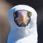 Nazca Booby, one of the commonest seabirds in the archipelago (Image by Mike Watson)