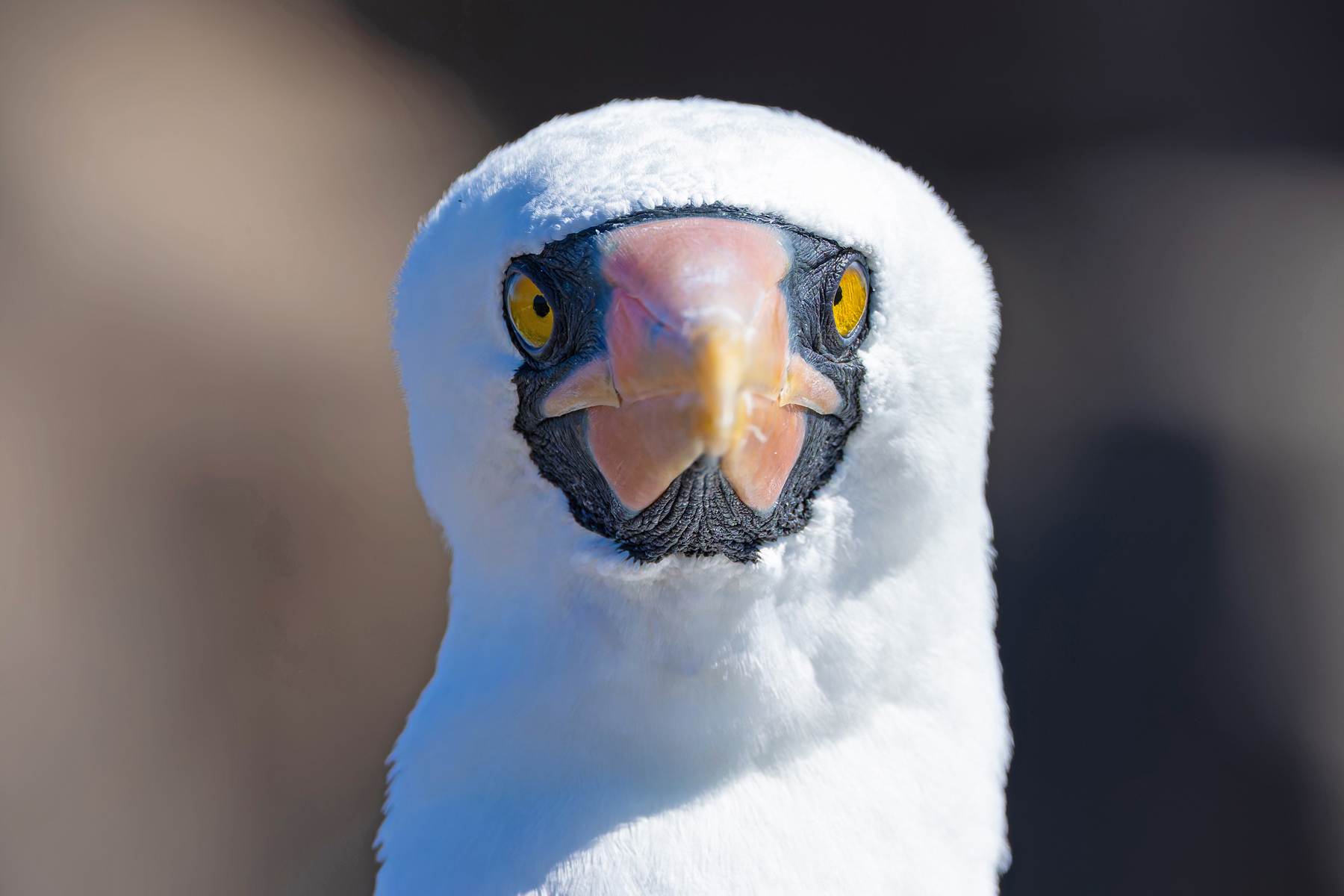 Nazca Booby, one of the commonest seabirds in the archipelago (Image by Mike Watson)