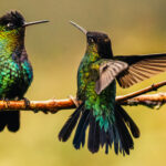 Despite their unquestionable beauty, the Fiery-throated Hummingbird is renowned of one of the most quarrelsome and aggressive hummers...fiercely defending their patch of flowers from any perceived interlopers (image by Gin Wilde)