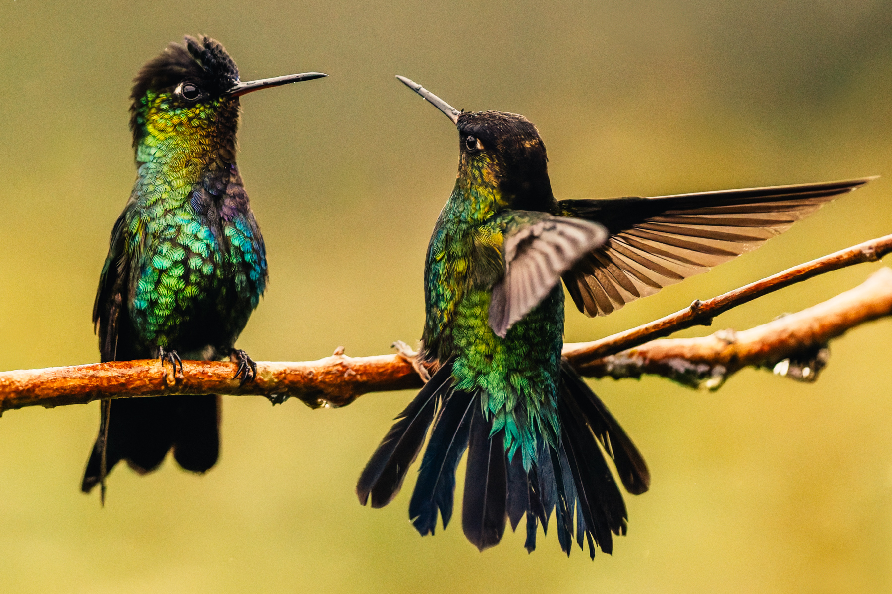Despite their unquestionable beauty, the Fiery-throated Hummingbird is renowned of one of the most quarrelsome and aggressive hummers...fiercely defending their patch of flowers from any perceived interlopers (image by Gin Wilde)