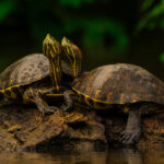 A pair of Nicaraguan Slider Turtles - endemic to Nicaragua and Costa Rica - cozy up to each other in the Cano Negro Wildlife Reserve (image by Gin Wilde)