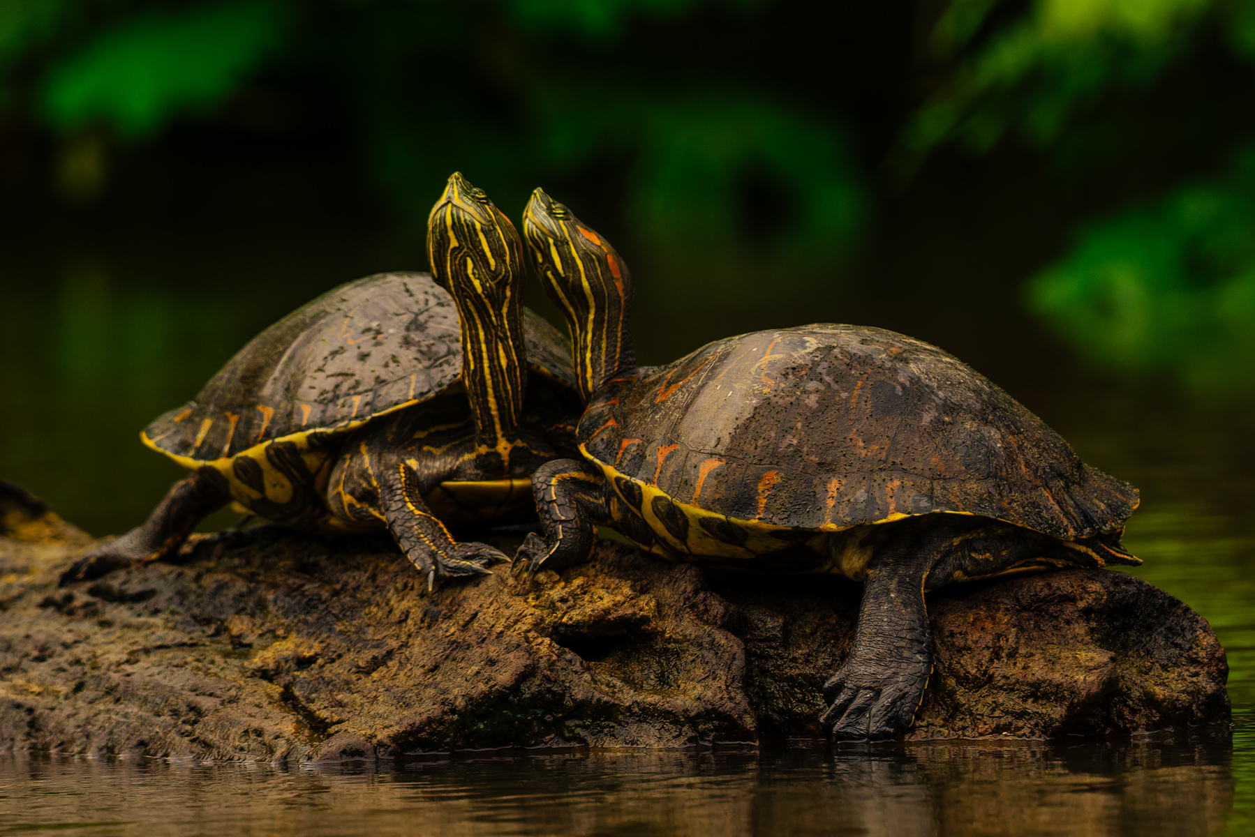 A pair of Nicaraguan Slider Turtles - endemic to Nicaragua and Costa Rica - cozy up to each other in the Cano Negro Wildlife Reserve (image by Gin Wilde)