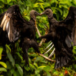 A pair of Black Vultures clash over a carcass below. Despite a moderate wingspan of 1.5 metres (small for a vulture) Black Vultures are surprisingly imposing birds close-up (image by Gin Wilde)