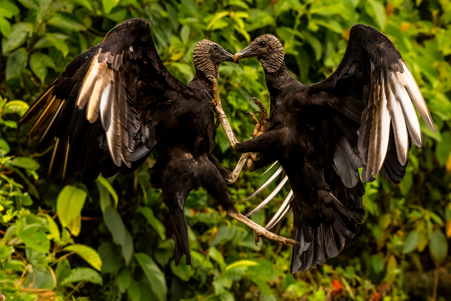 A pair of Black Vultures clash over a carcass below. Despite a moderate wingspan of 1.5 metres (small for a vulture) Black Vultures are surprisingly imposing birds close-up (image by Gin Wilde)