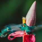 Two female White-necked Jacobins - one of the more tolerant and accommodating hummingbird species - sip nectar together in this slow shutter speed shot (image by Gin Wilde)