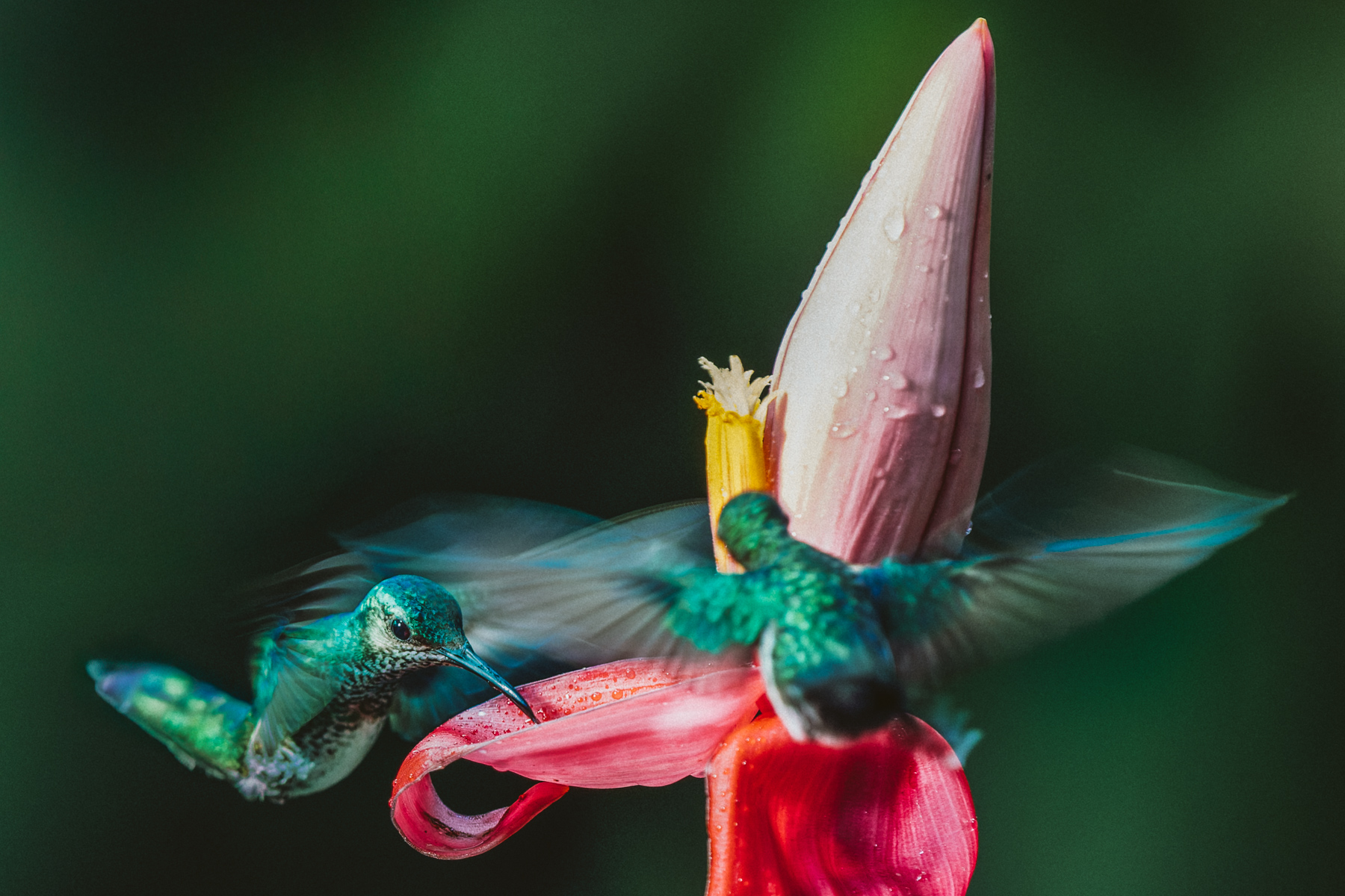 Two female White-necked Jacobins - one of the more tolerant and accommodating hummingbird species - sip nectar together in this slow shutter speed shot (image by Gin Wilde)