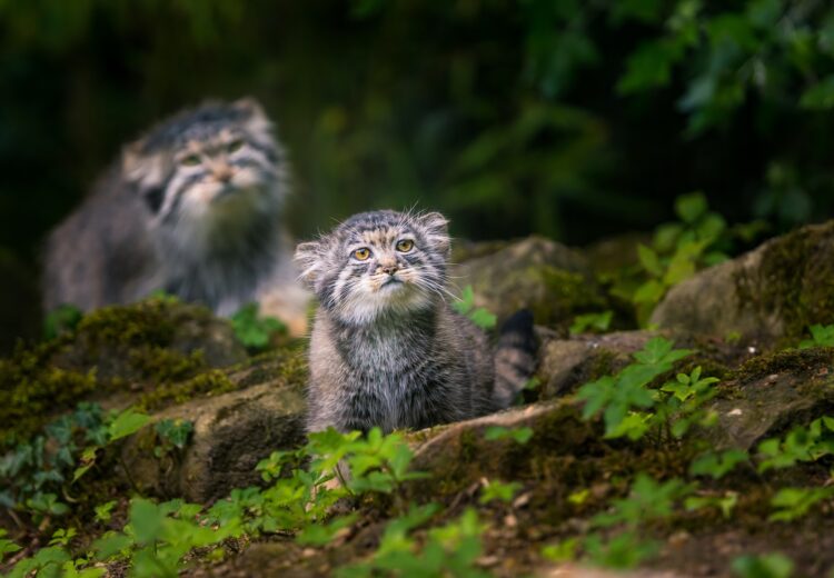 Pallas's Kitten