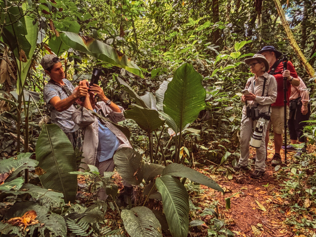 Our brilliant local guide 'Donde' helping the group to photograph Honduran White Bats in the rainforest (image by Gin Wilde)