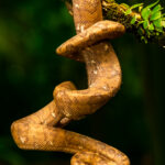 This piercing eyed Annulated Tree Boa - a non-venomous constrictor found in Central and South America - is a medium-build beauty of a boa (image by Gin Wilde)