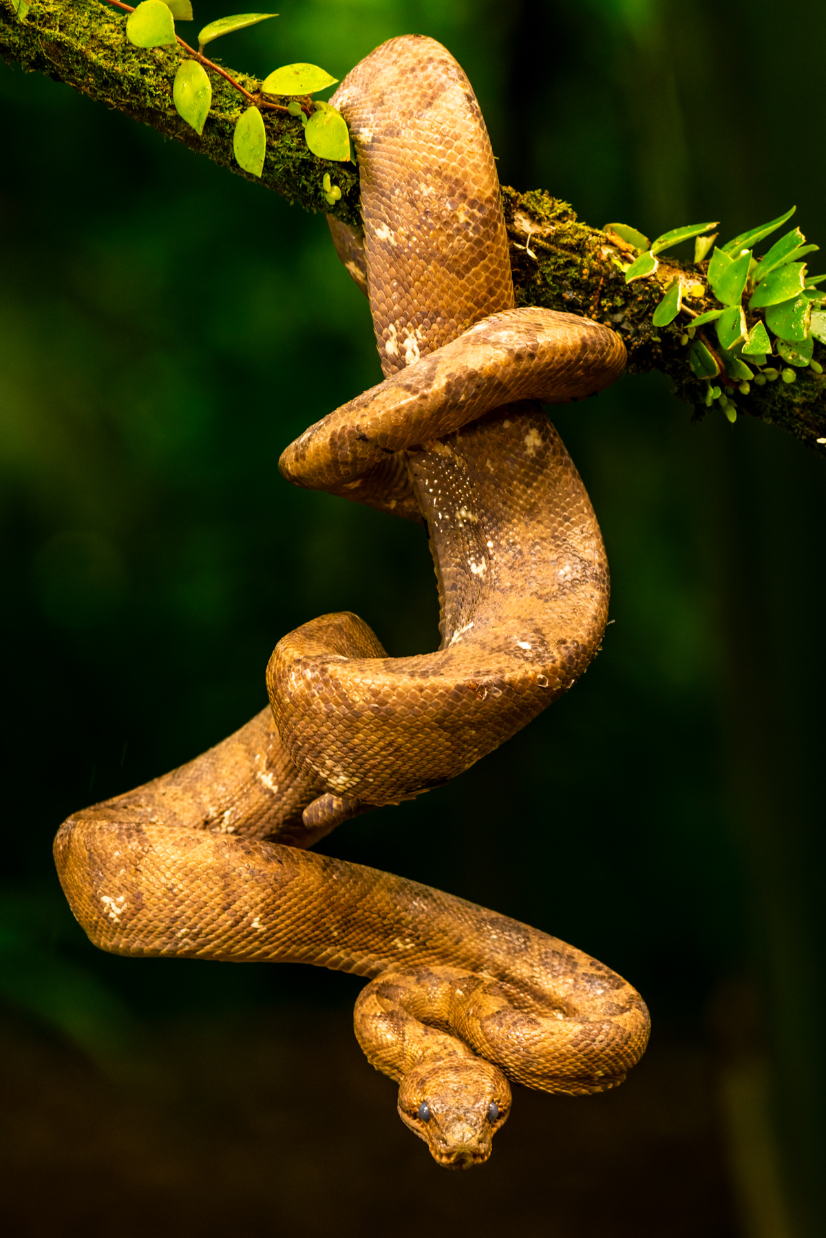 This piercing eyed Annulated Tree Boa - a non-venomous constrictor found in Central and South America - is a medium-build beauty of a boa (image by Gin Wilde)
