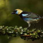 My first glimpse of this Golden-hooded Tanager was just a flash of shining gold in the undergrowth. But what a stunning bird it is! (image by Gin Wilde)