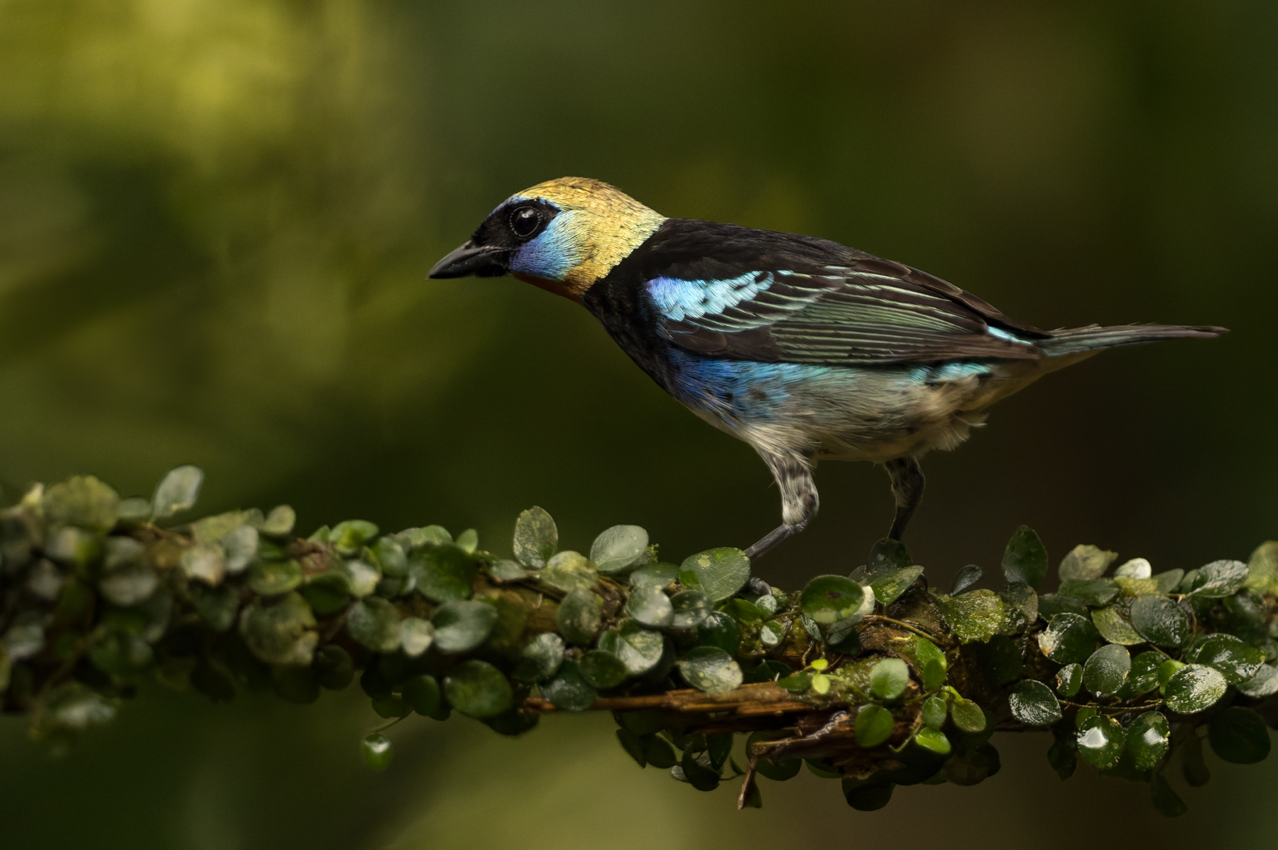 My first glimpse of this Golden-hooded Tanager was just a flash of shining gold in the undergrowth. But what a stunning bird it is! (image by Gin Wilde)