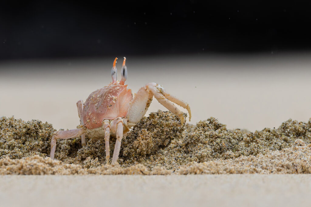 A Red Ghost Crab excavates its burrow as the tide recedes, a never ending task (Image by Mike Watson)