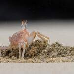 A Red Ghost Crab excavates its burrow as the tide recedes, a never ending task (Image by Mike Watson)