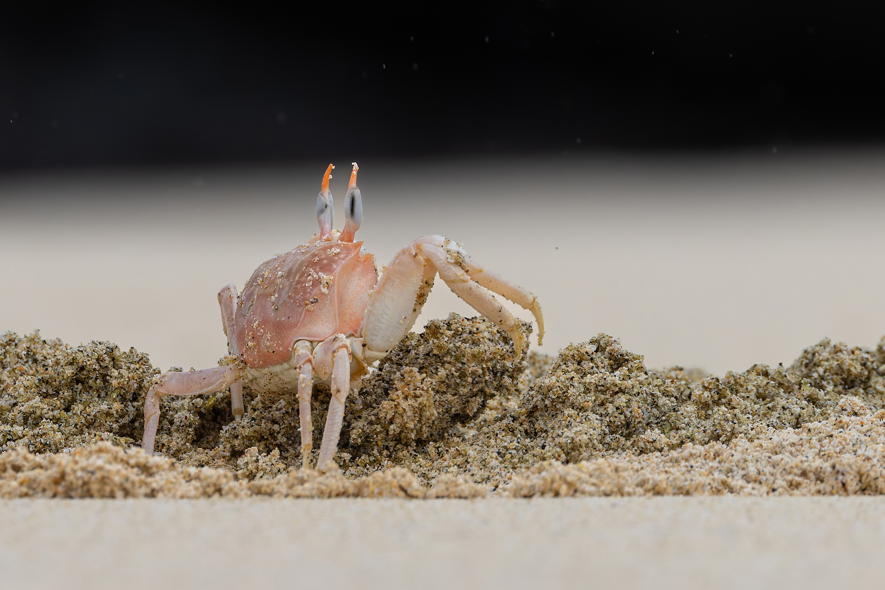 A Red Ghost Crab excavates its burrow as the tide recedes, a never ending task (Image by Mike Watson)