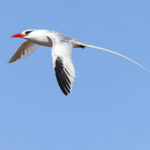 Red-billed Tropicbird is a common breeding seabird in the Galapagos (Image by Mike Watson)