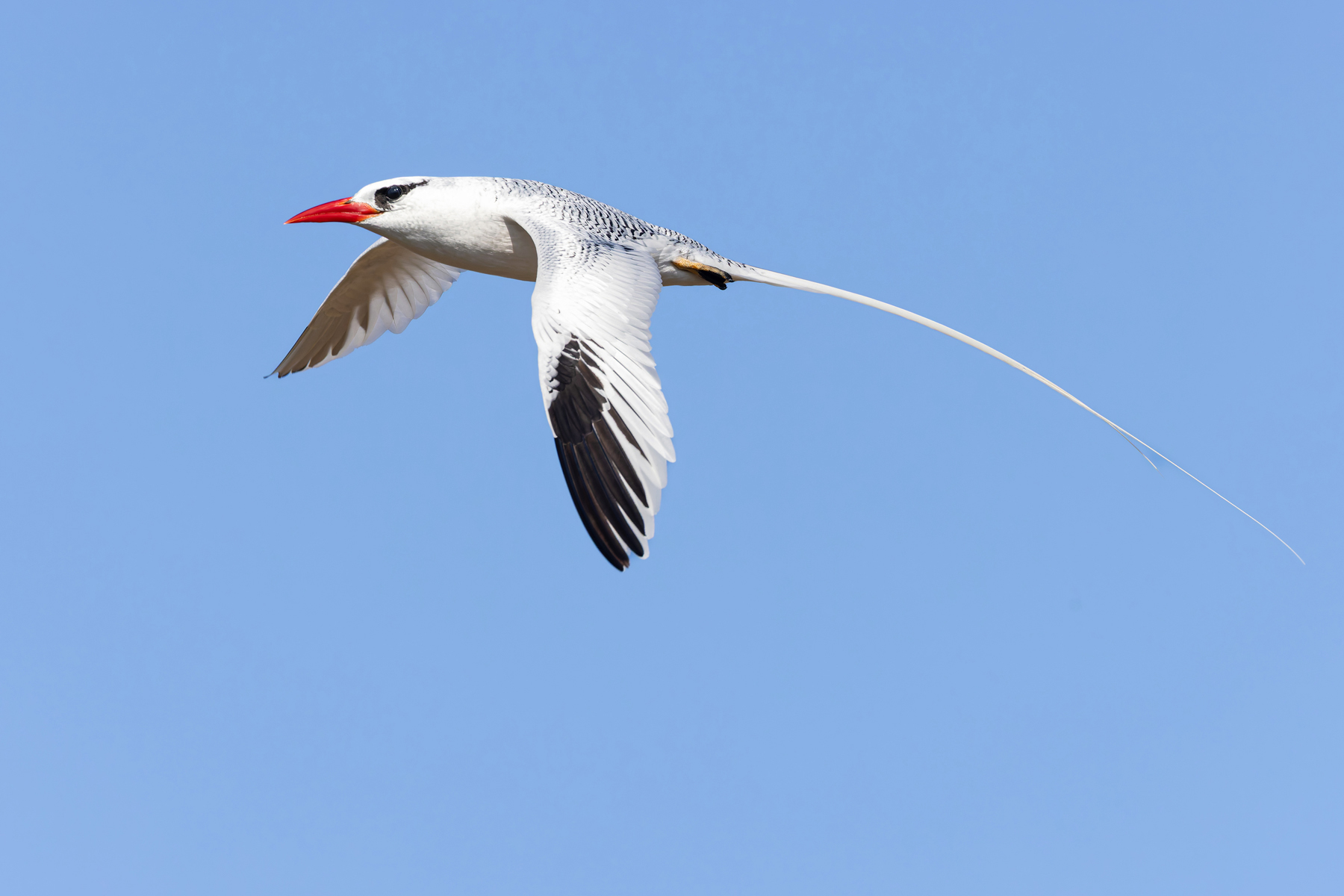Red-billed Tropicbird is a common breeding seabird in the Galapagos (Image by Mike Watson)