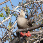 Red-footed Booby, another ocean-going seabird breeding in the Galapagos (Image by Mike Watson)