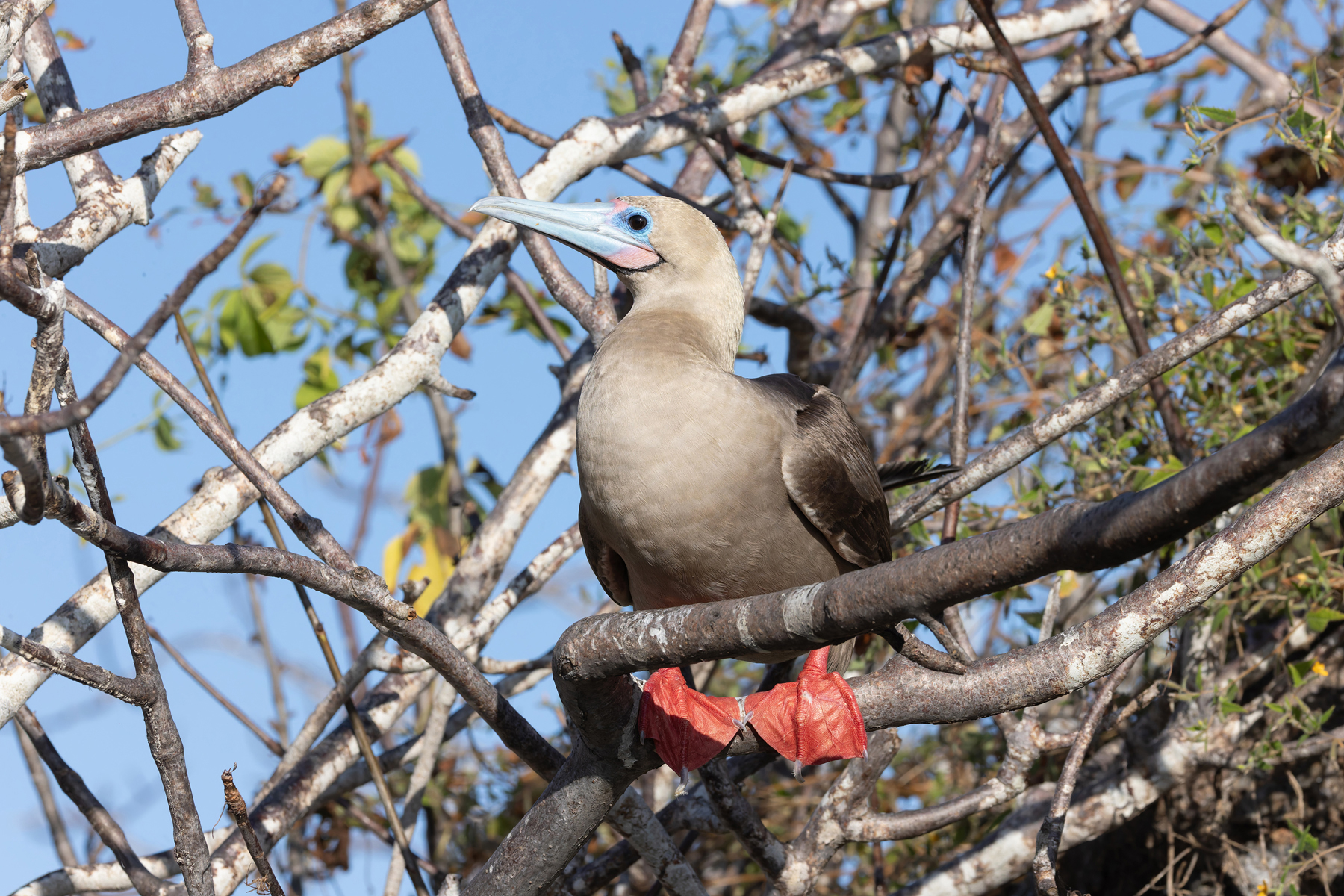 Red-footed Booby, another ocean-going seabird breeding in the Galapagos (Image by Mike Watson)