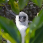 Waiting for the return of its parents in the shadows of the mangroves (Image by Mike Watson)