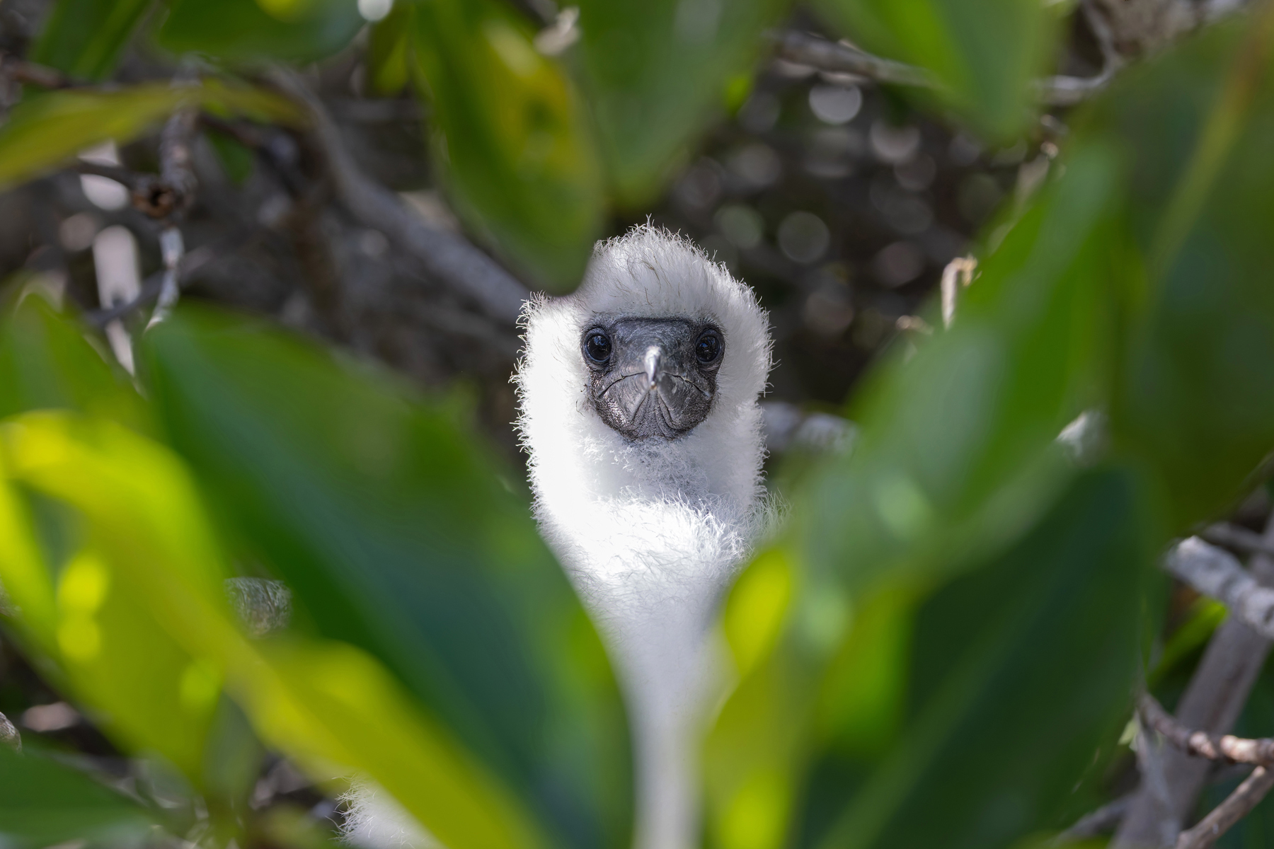 Waiting for the return of its parents in the shadows of the mangroves (Image by Mike Watson)