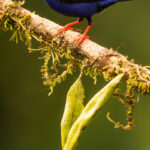 There's something about the Red-legged Honeycreeper (a very charming tanager found in Costa Rica) that makes me think of a cartoon character. Maybe it's the black mask over his eyes, superhero style? (image by Gin Wilde)