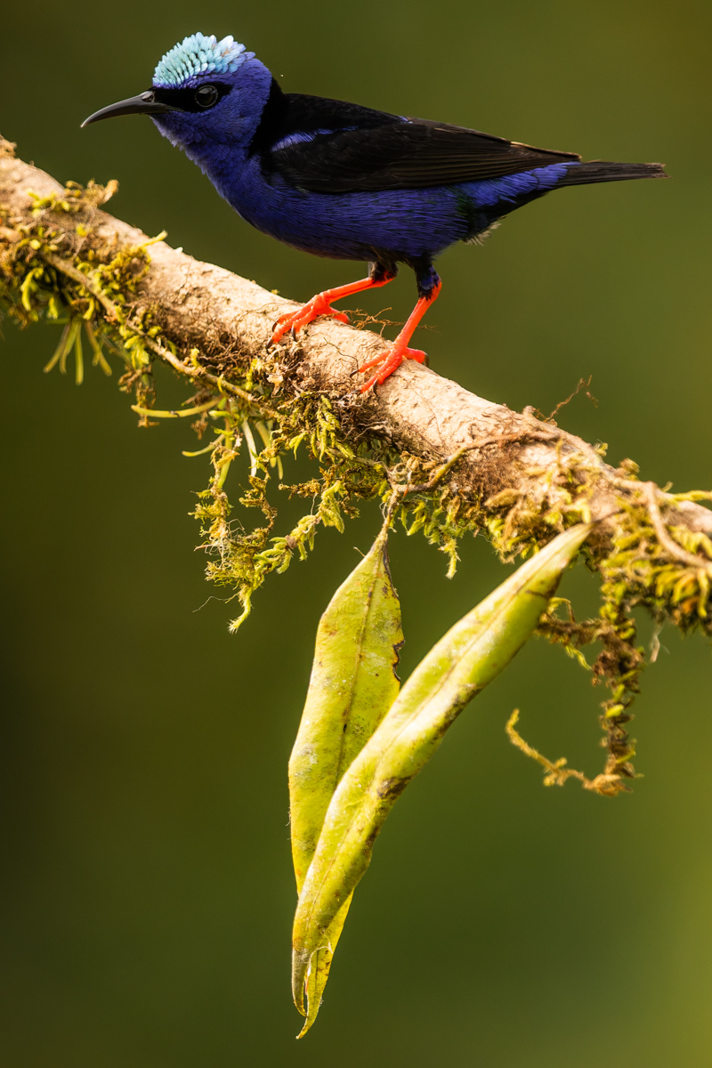 There's something about the Red-legged Honeycreeper (a very charming tanager found in Costa Rica) that makes me think of a cartoon character. Maybe it's the black mask over his eyes, superhero style? (image by Gin Wilde)
