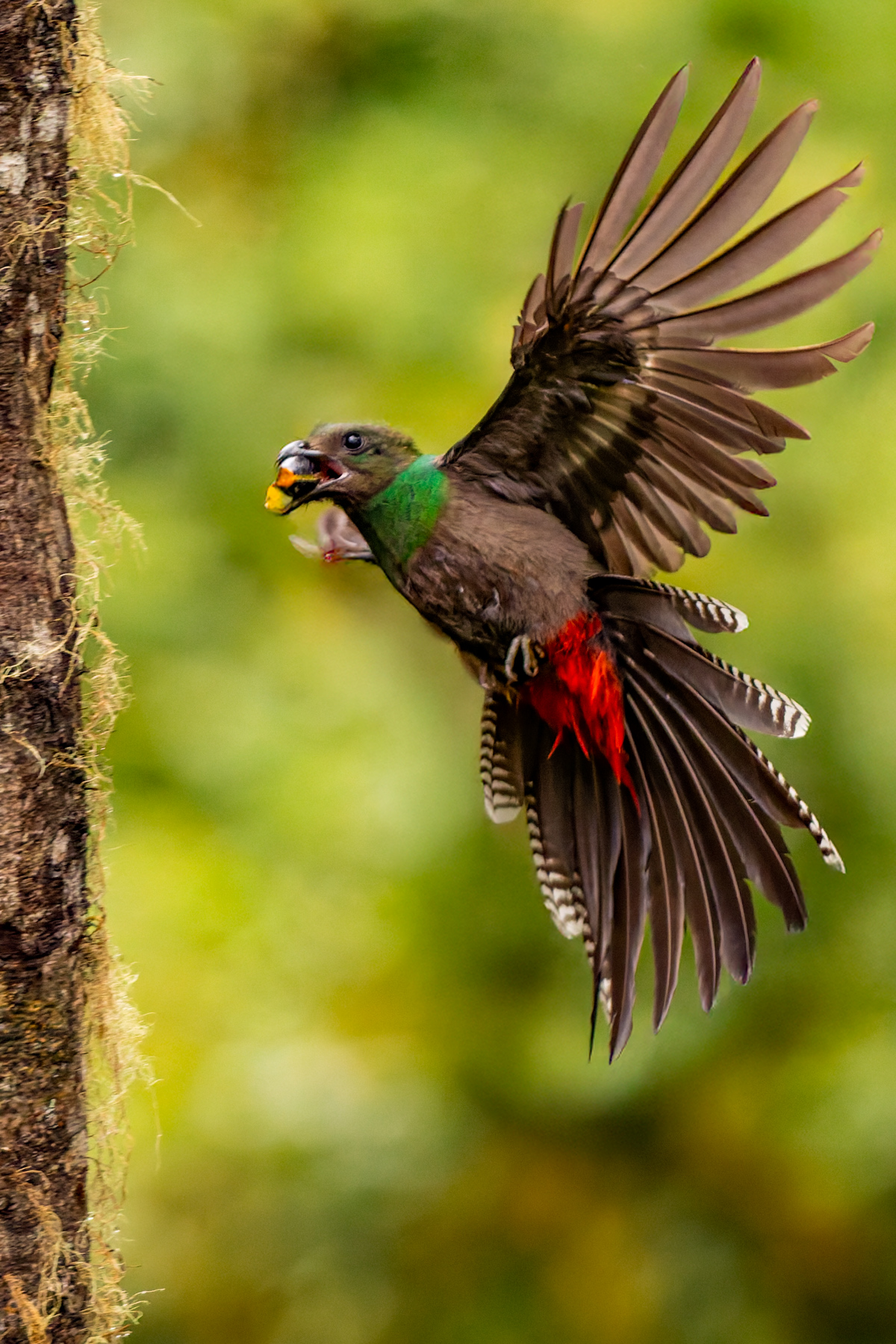 A female Resplendent Quetzal works hard bringing wild avocado and fig to her nest in the cloud forests of Costa Rica (image by Gin Wilde)