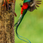 Resplendent Quetzals mate for a life and are attentive parents, like this male bringing fruit back to its fledgeling. Young quetzals begin flying after a month but it can take three years for males to develop their distinctive tail streamer feathers (image by Gin Wilde)