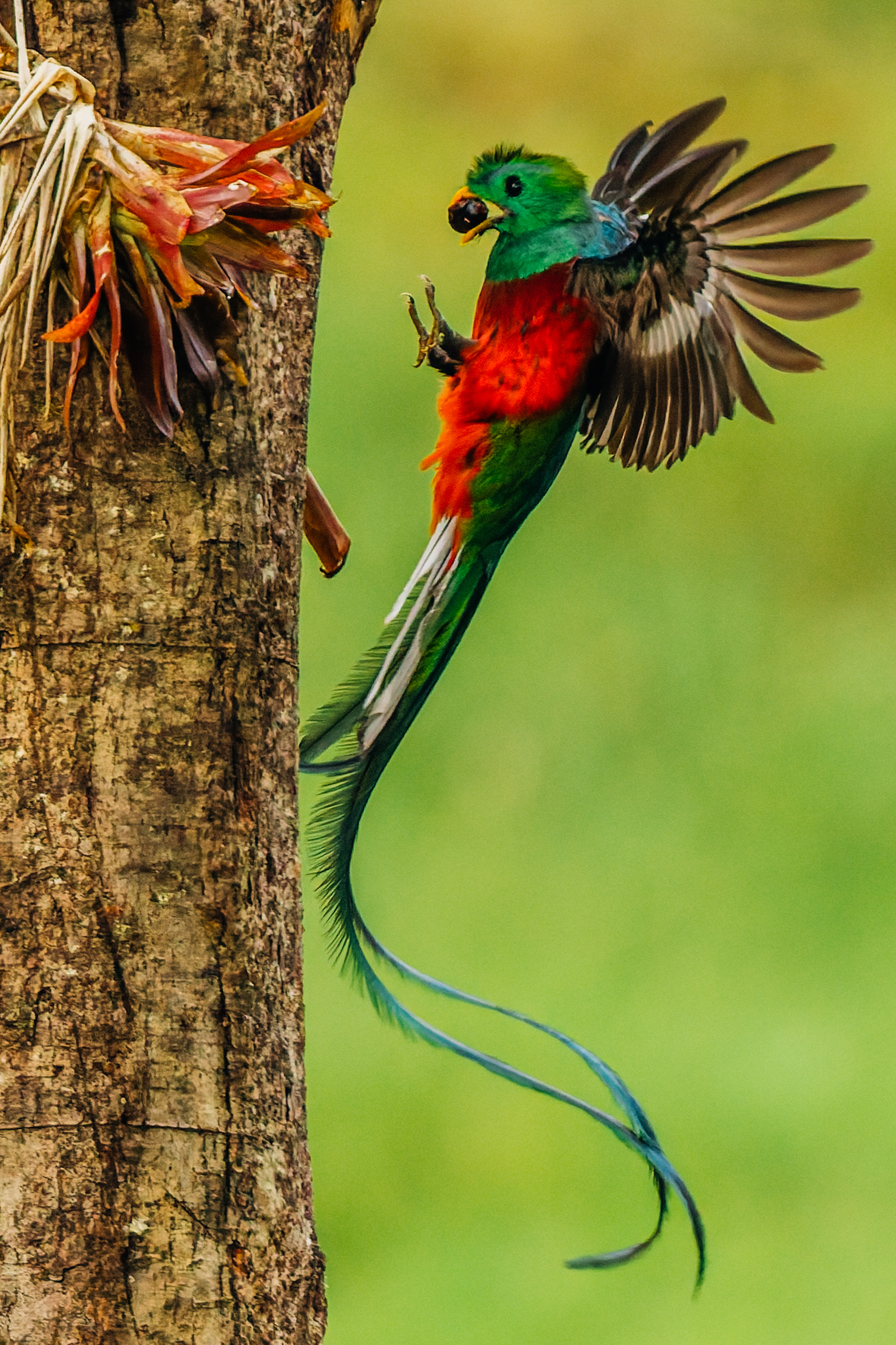 Resplendent Quetzals mate for a life and are attentive parents, like this male bringing fruit back to its fledgeling. Young quetzals begin flying after a month but it can take three years for males to develop their distinctive tail streamer feathers (image by Gin Wilde)
