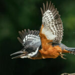 A Ringed Kingfisher takes flight after gobbling a fish in its riverine home in the Cano Negro Wildlife Reserve, Costa Rica (image by Gin Wilde)